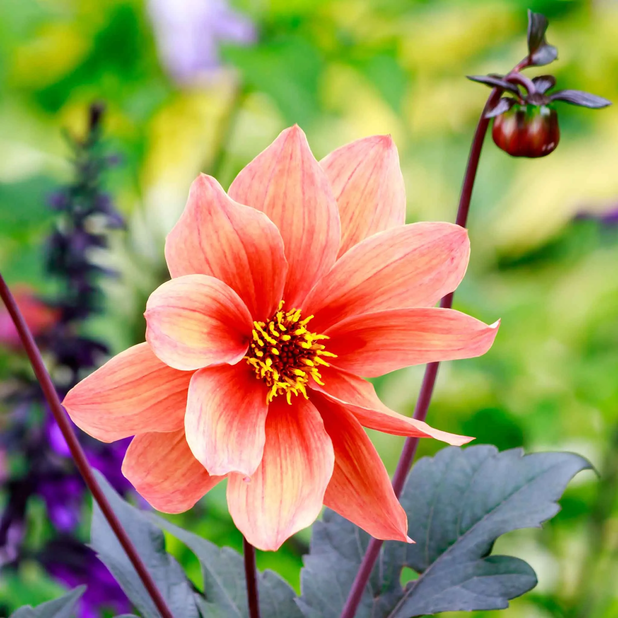 Dahlia Seeds - Bishop's Children