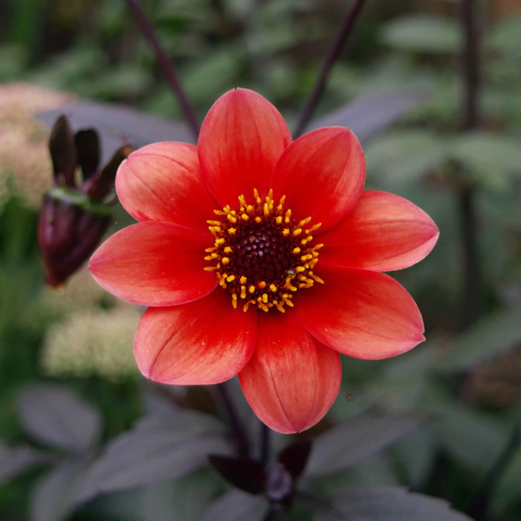 Dahlia Seeds - Bishop's Children