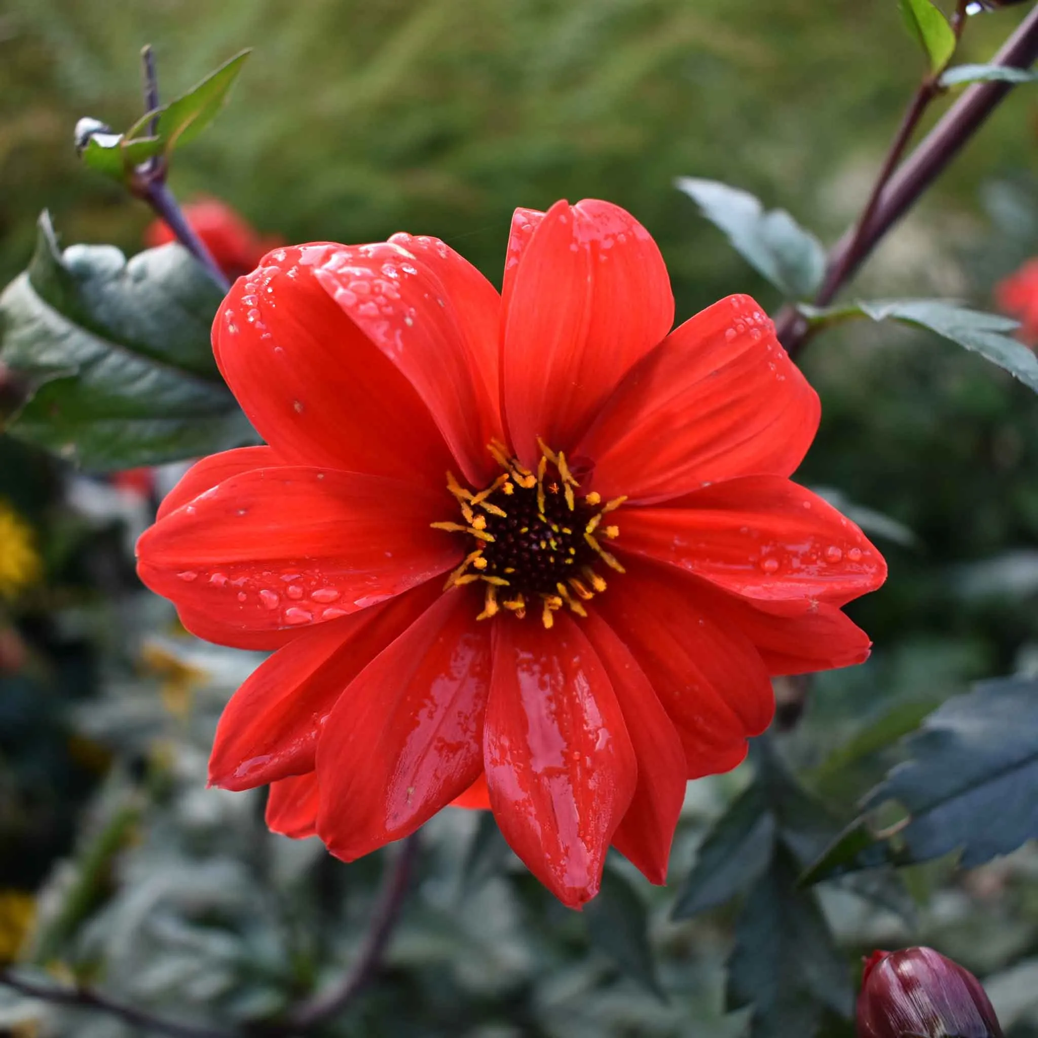 Dahlia Seeds - Bishop's Children