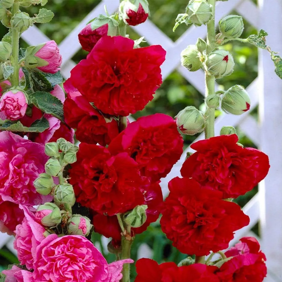 Hollyhock 'Chater's Scarlet' | Alcea