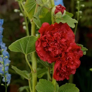 Hollyhock 'Chater's Scarlet' | Alcea