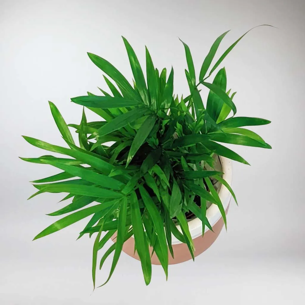 Mini Parlour Palm | Chamaedorea Elegans