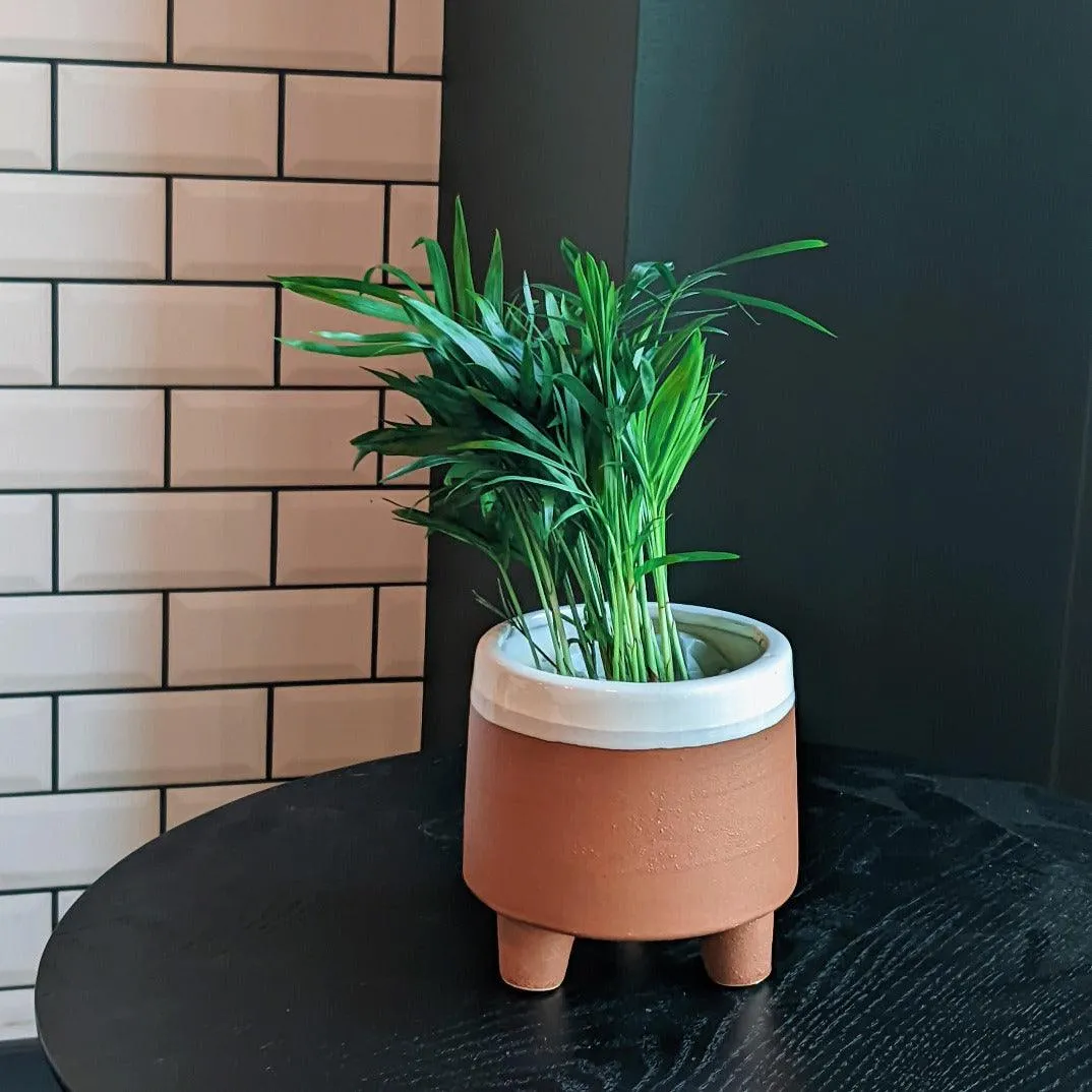 Mini Parlour Palm | Chamaedorea Elegans